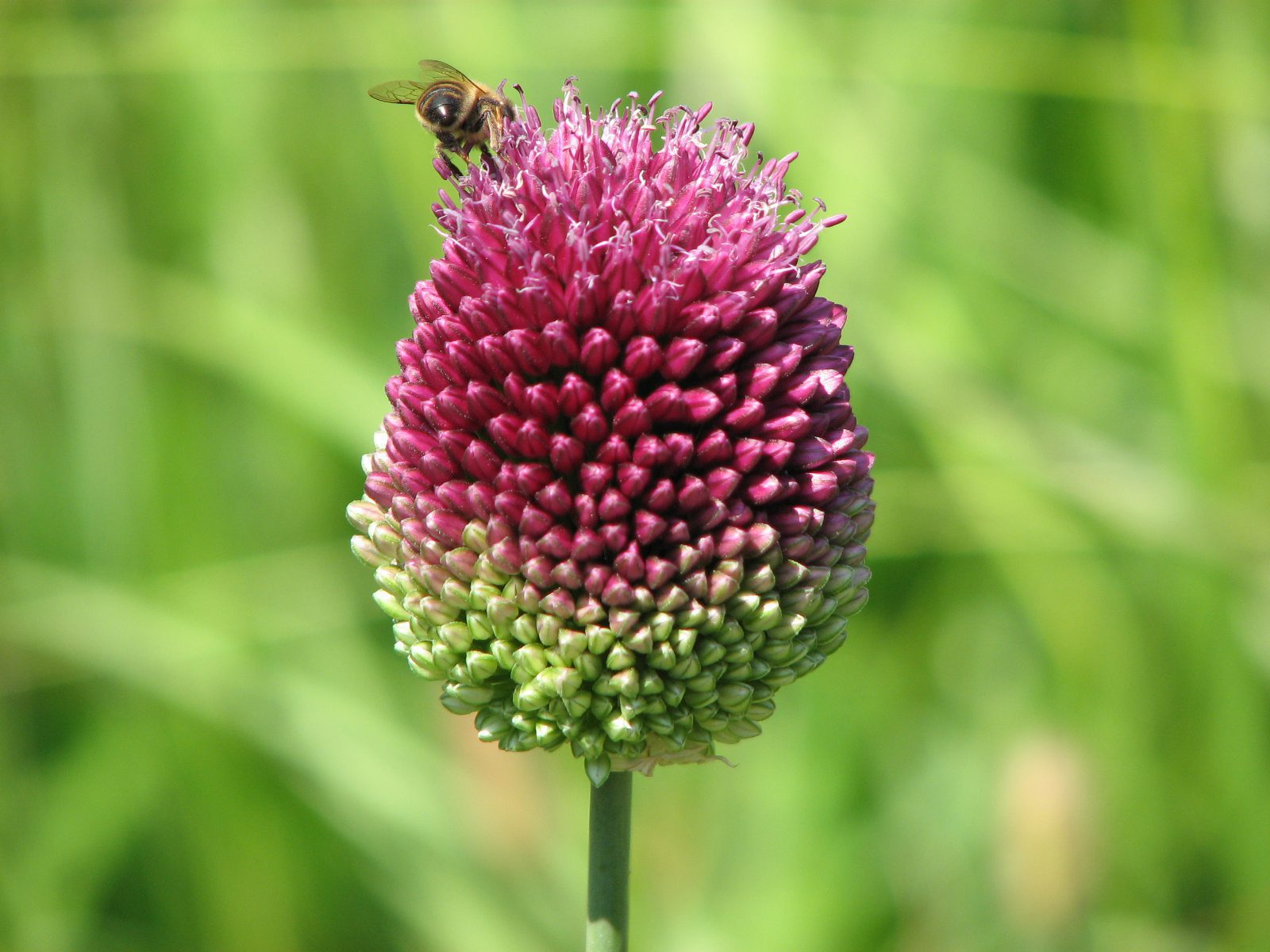 Allium sphaerocephalon (2)