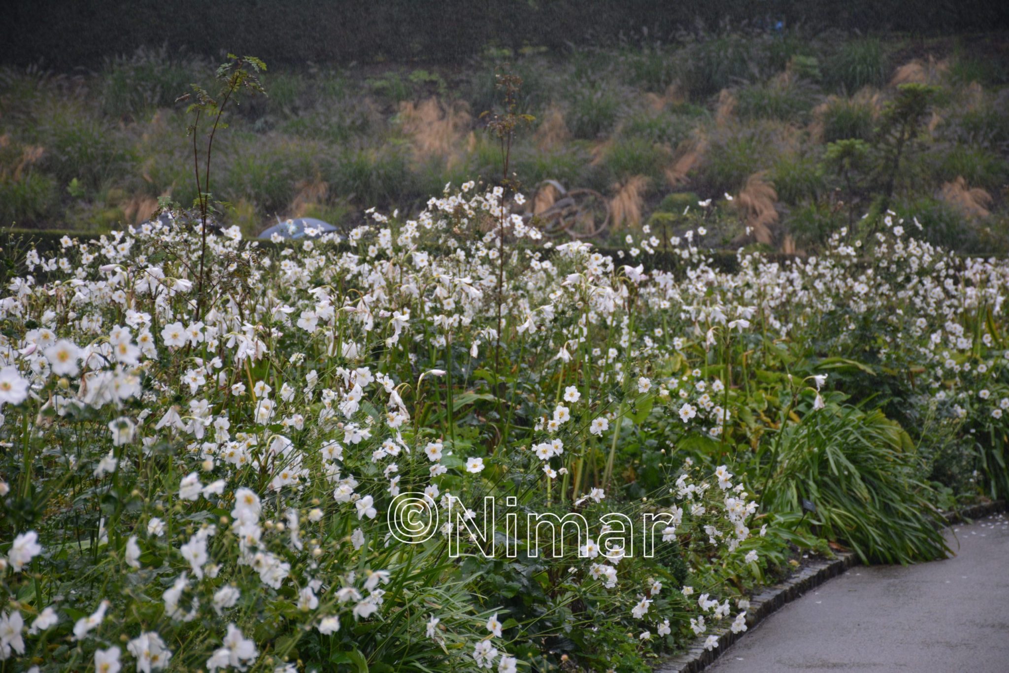 Anemone hybride Honorine Jobert