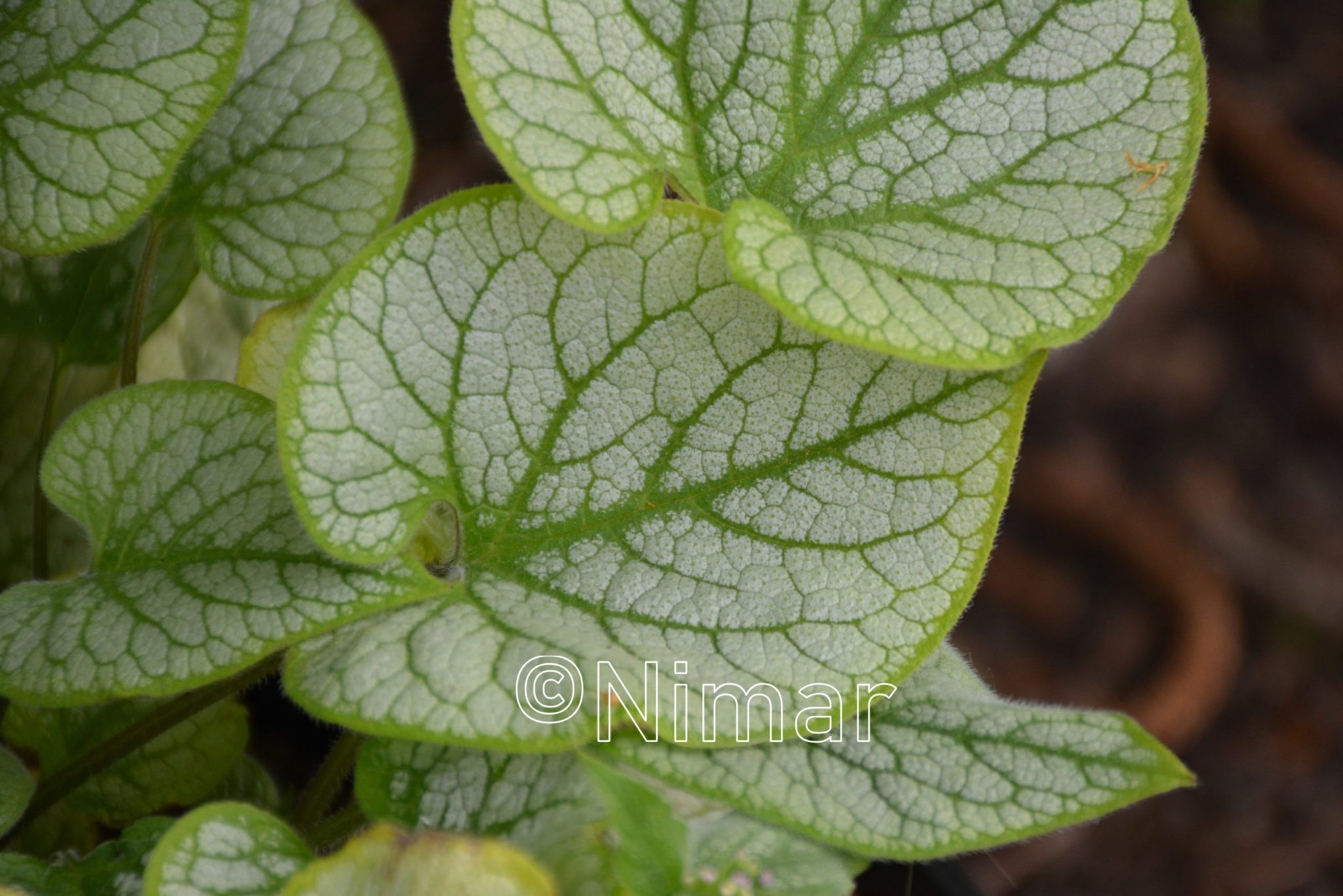 Brunnera macrophylla Jack's Gold