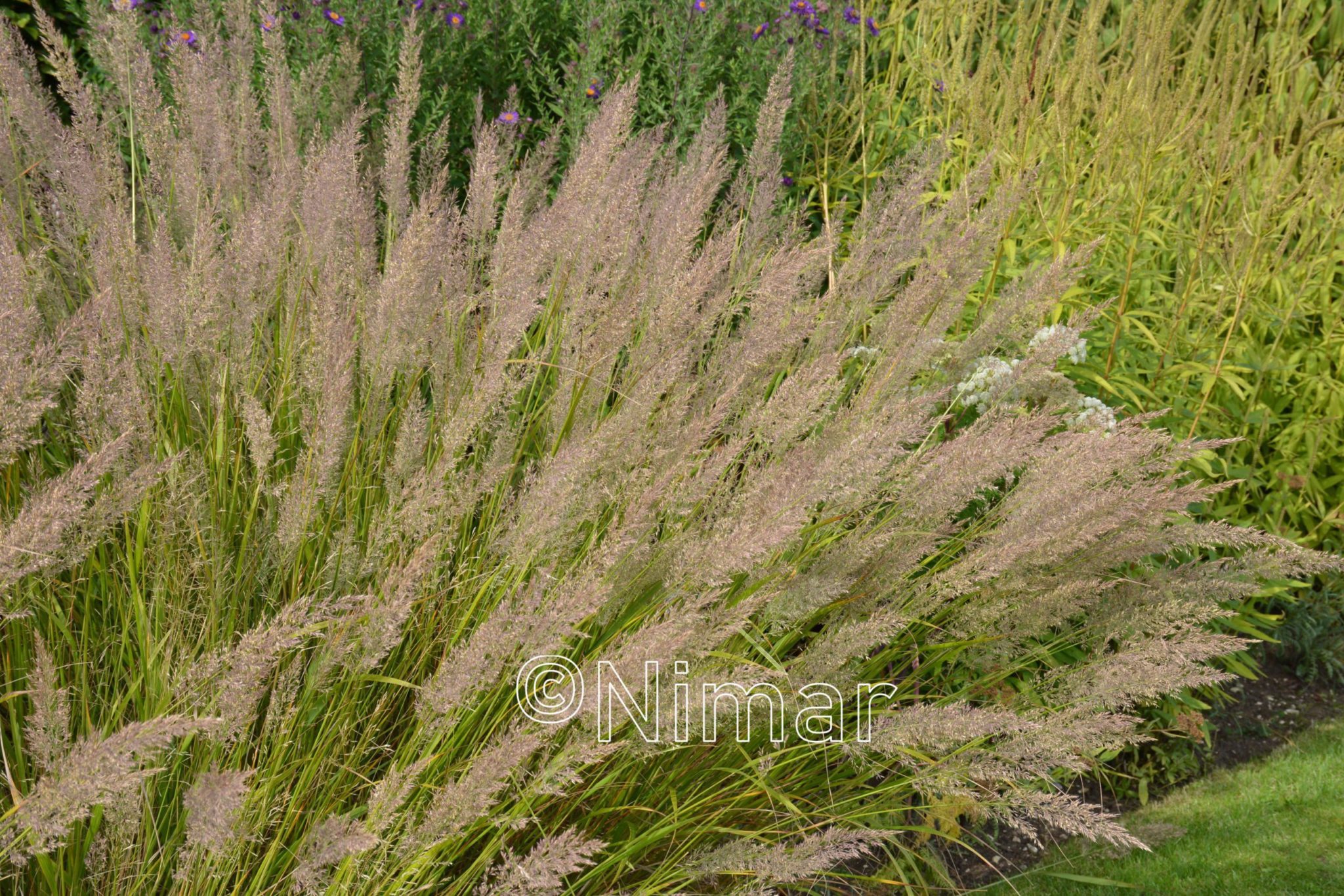 Calamagrostis brachytricha (5)