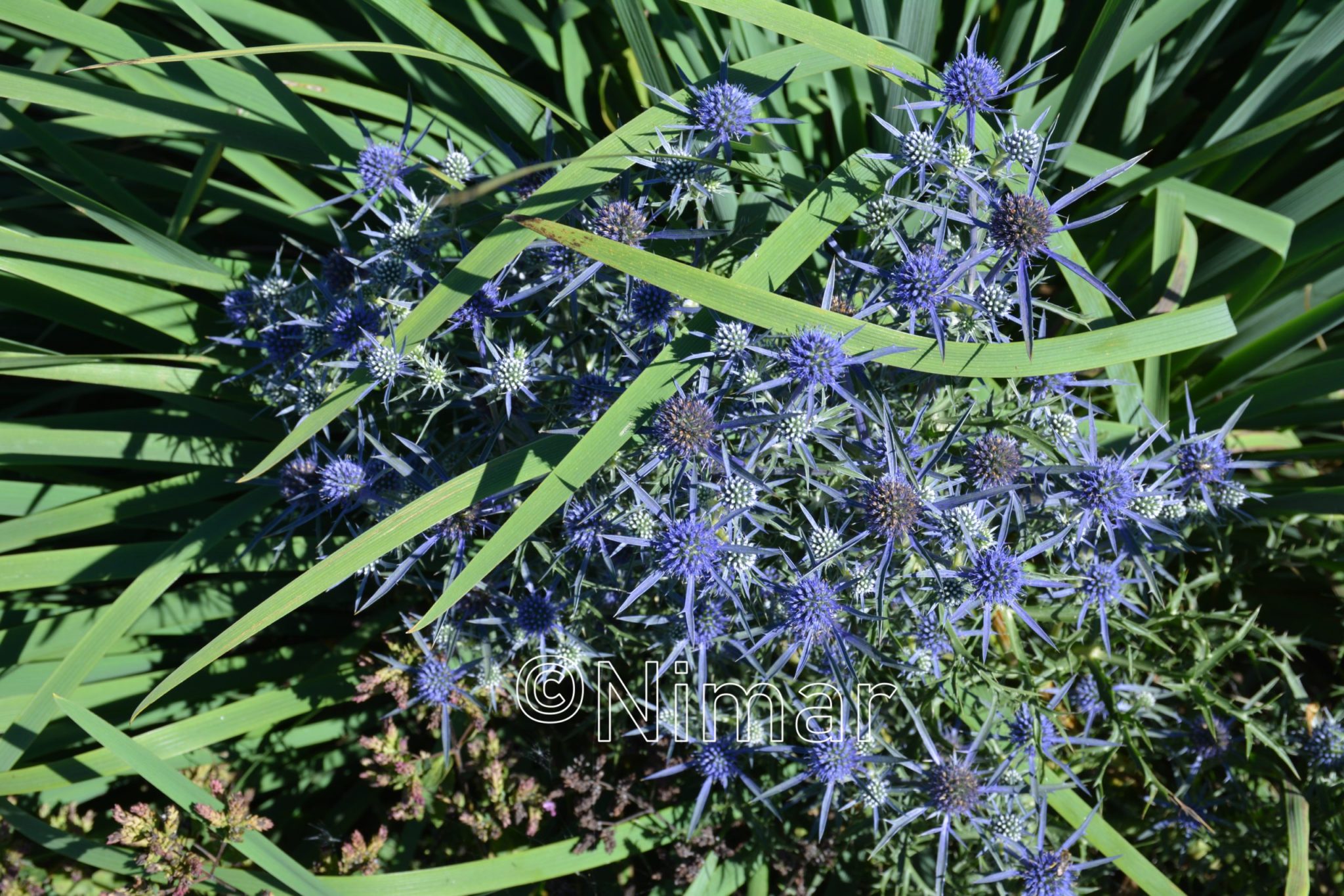 Eryngium planum Blauer Zwerg (2)