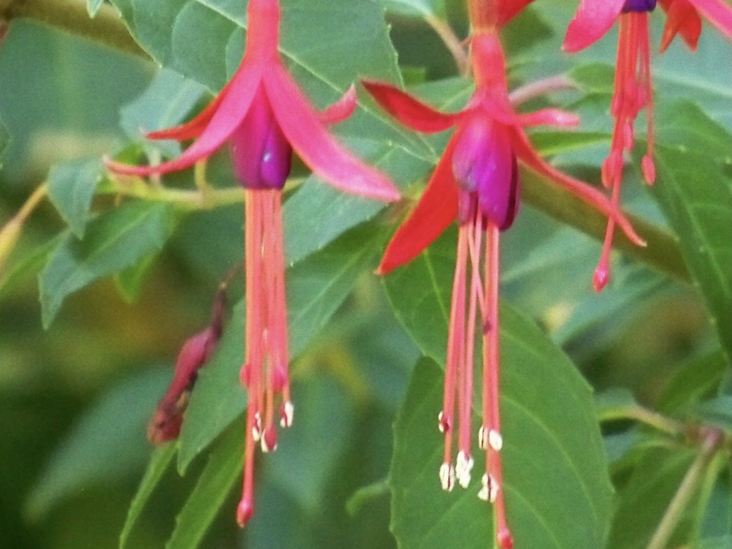Fuchsia magellanica gracilis9