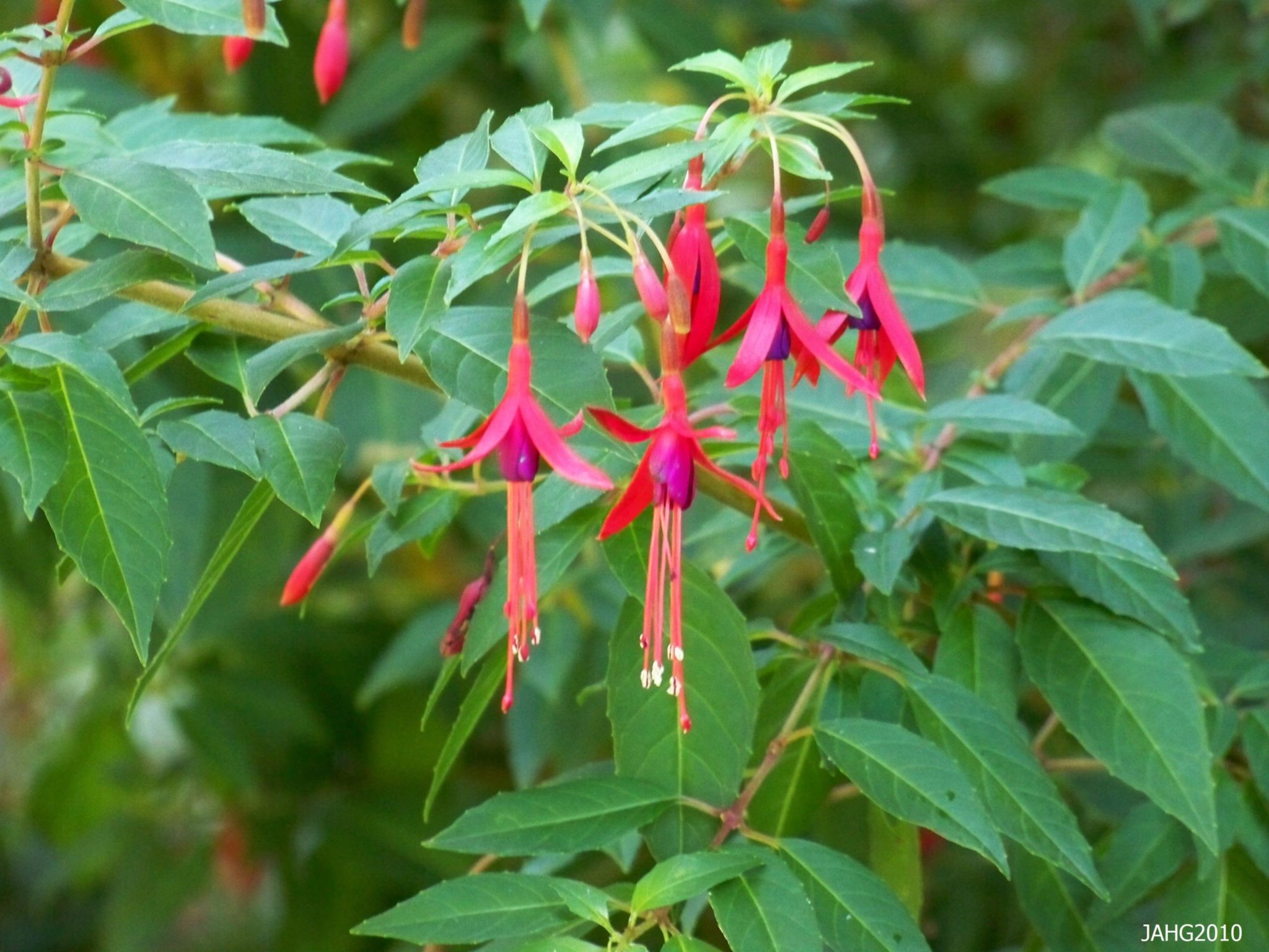 Fuchsia magellanica gracilis9