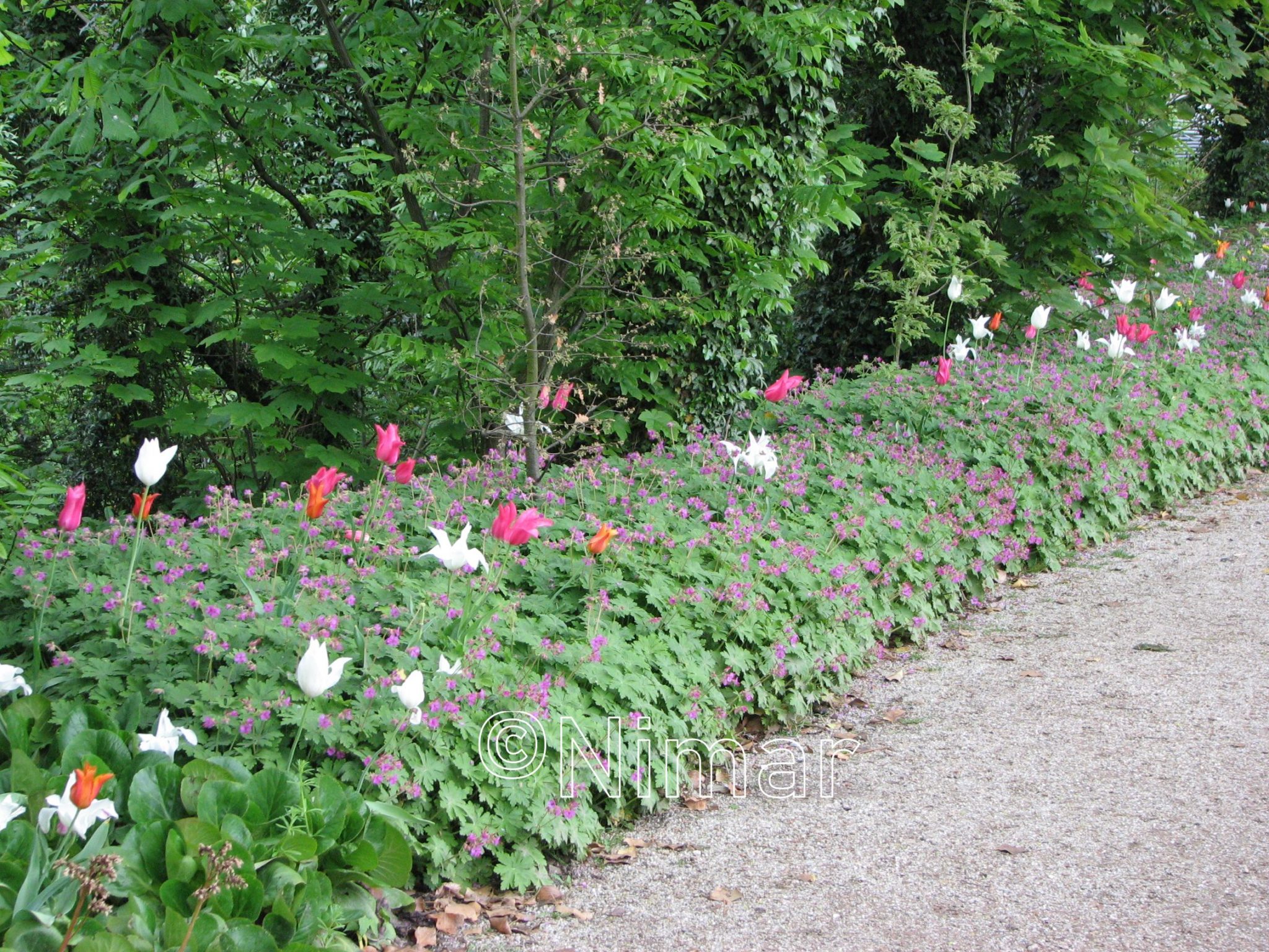 Geranium maccrorhizum 'Spessart'