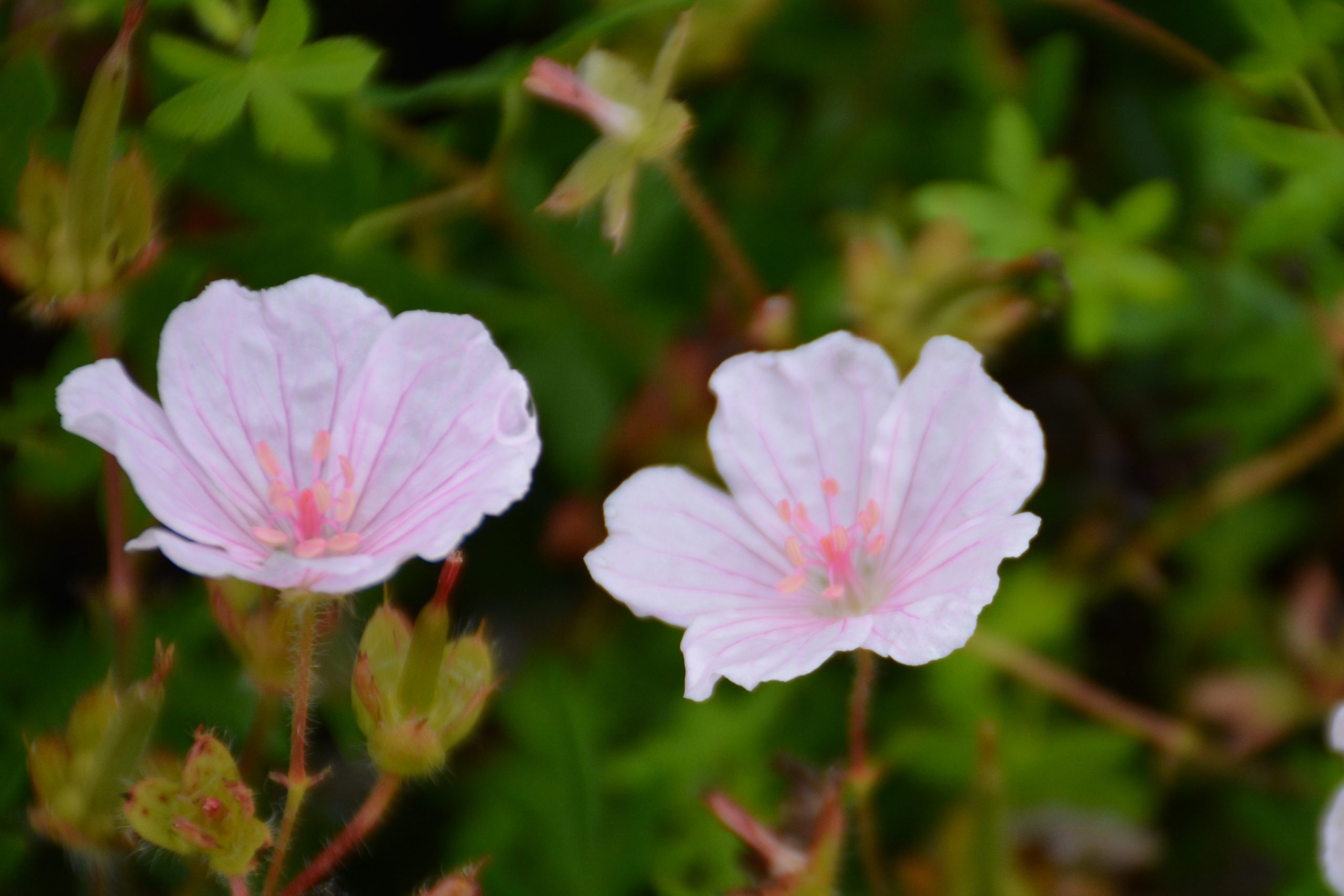 Geranium sanguineum Pink Summer