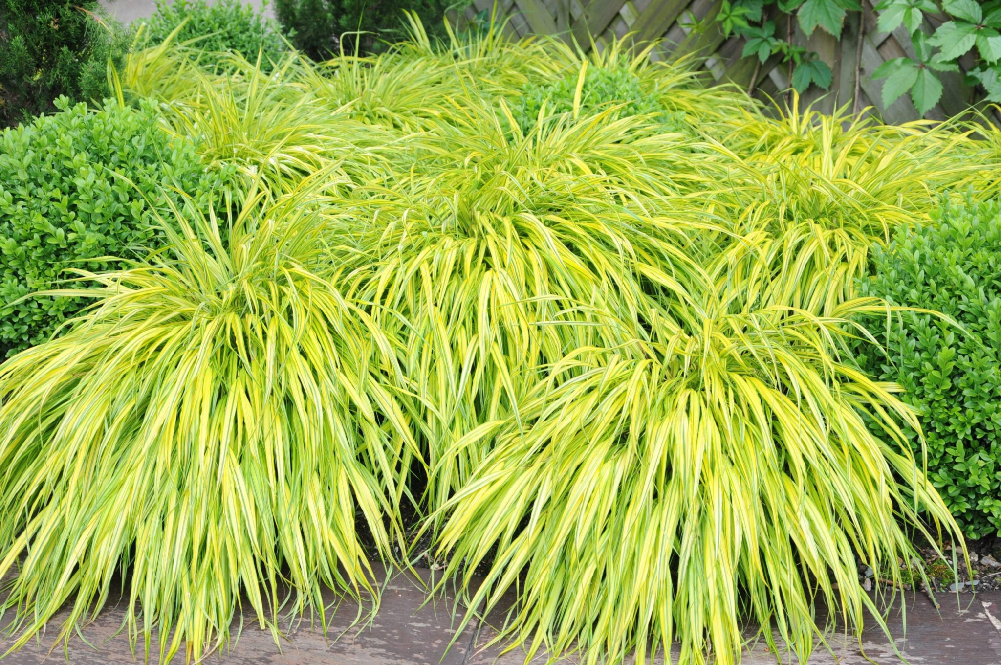 Hakonechloa macra 'Aureola'