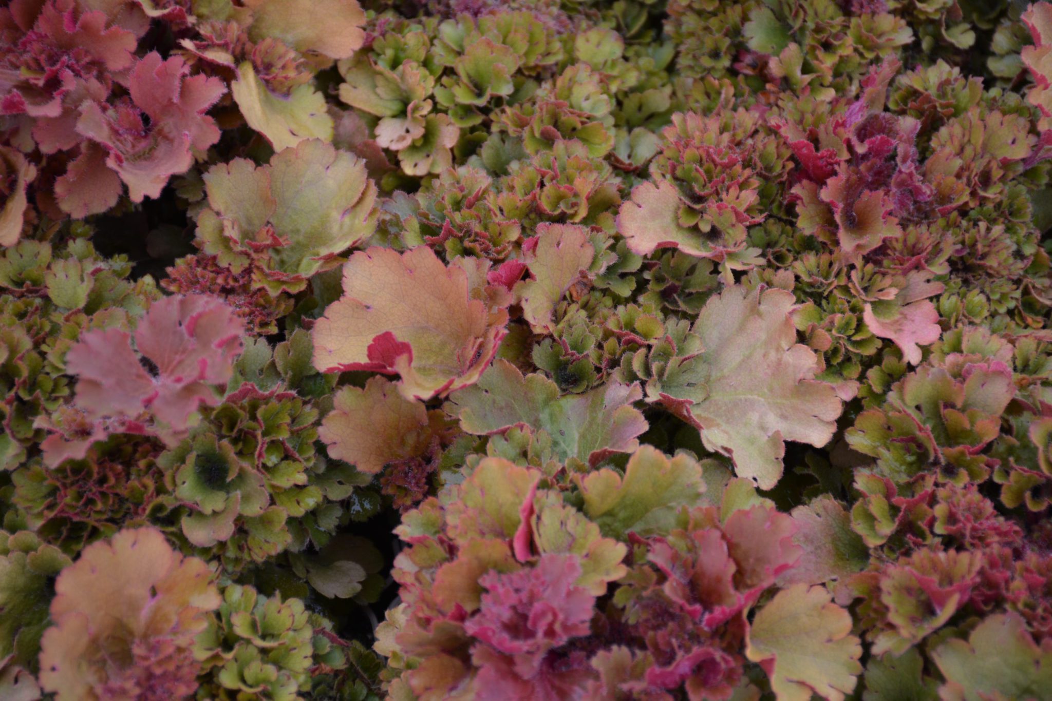 Heuchera Frilly (2)