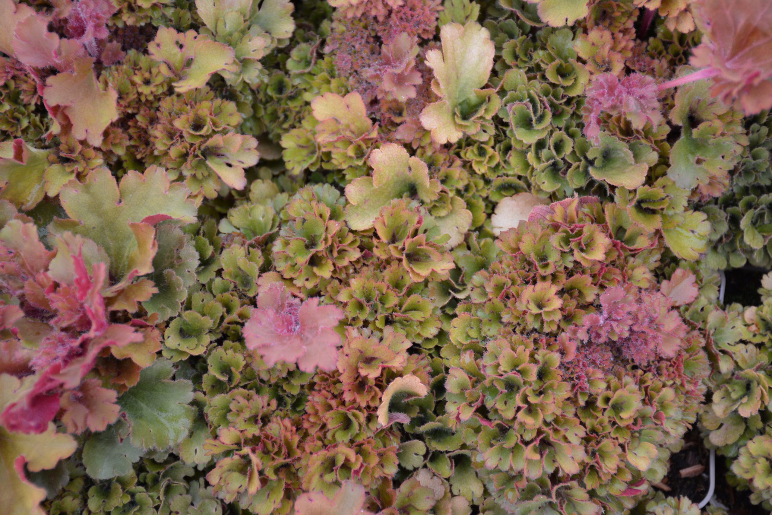 Heuchera Frilly (3)