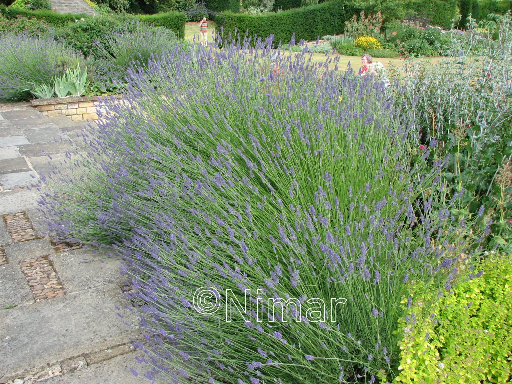 Lavandula x intermedia 'Dutch'