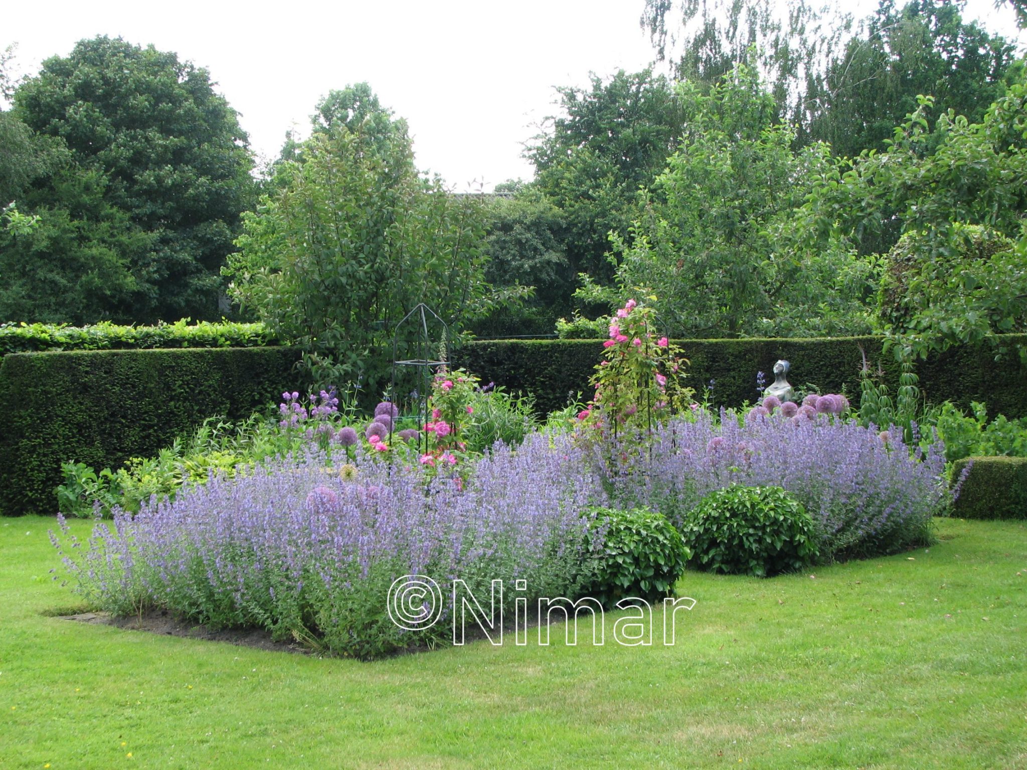 Nepeta 'Walkers Low'