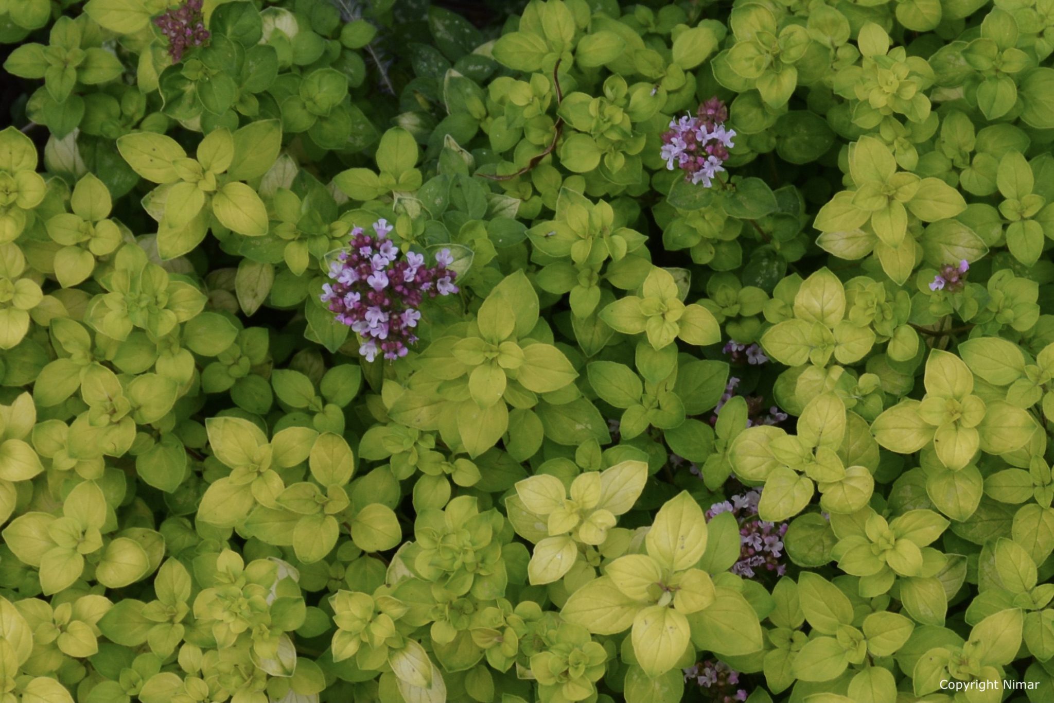 Origanum vulgare Thumble's Variety