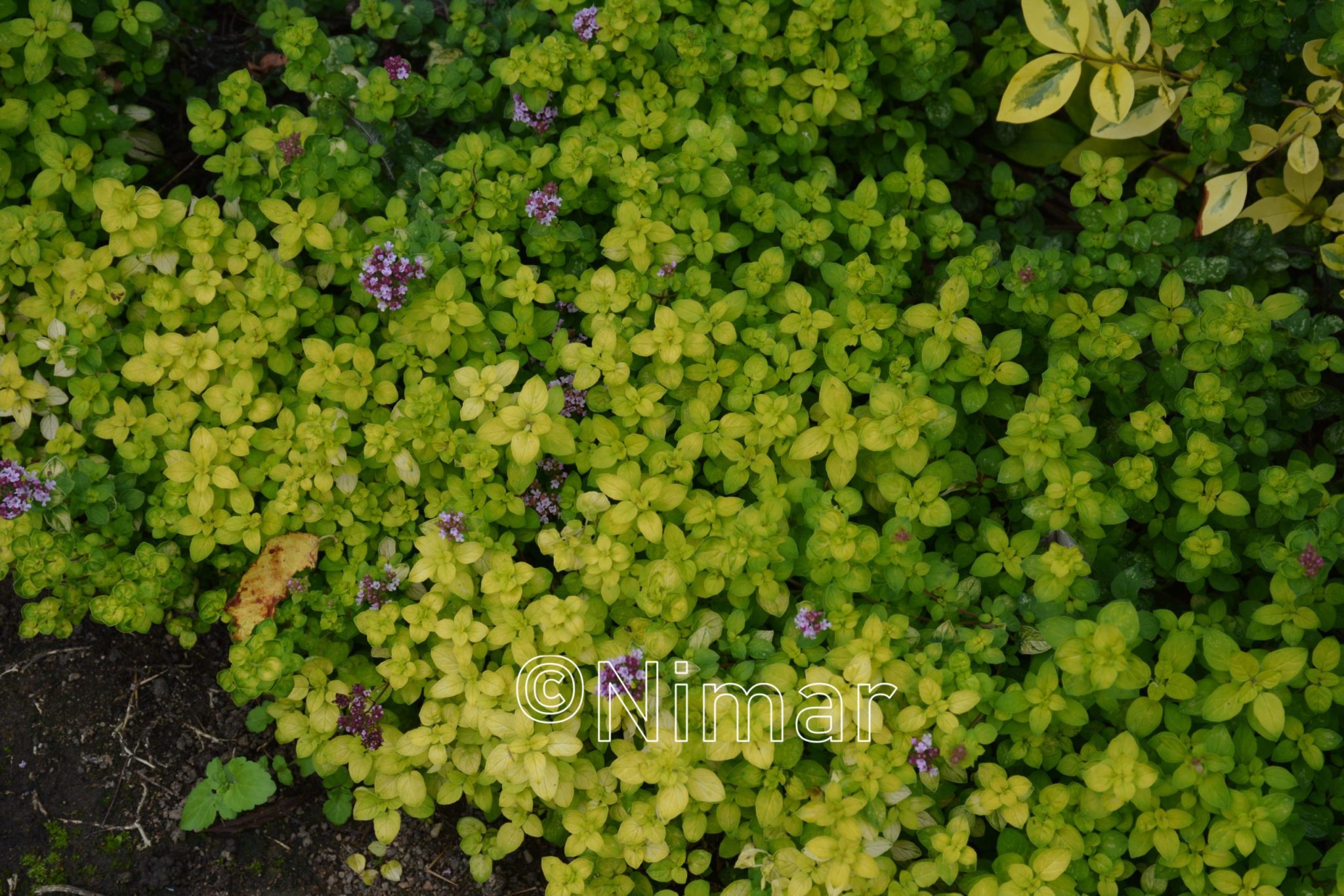 Origanum vulgare Thumble's Variety