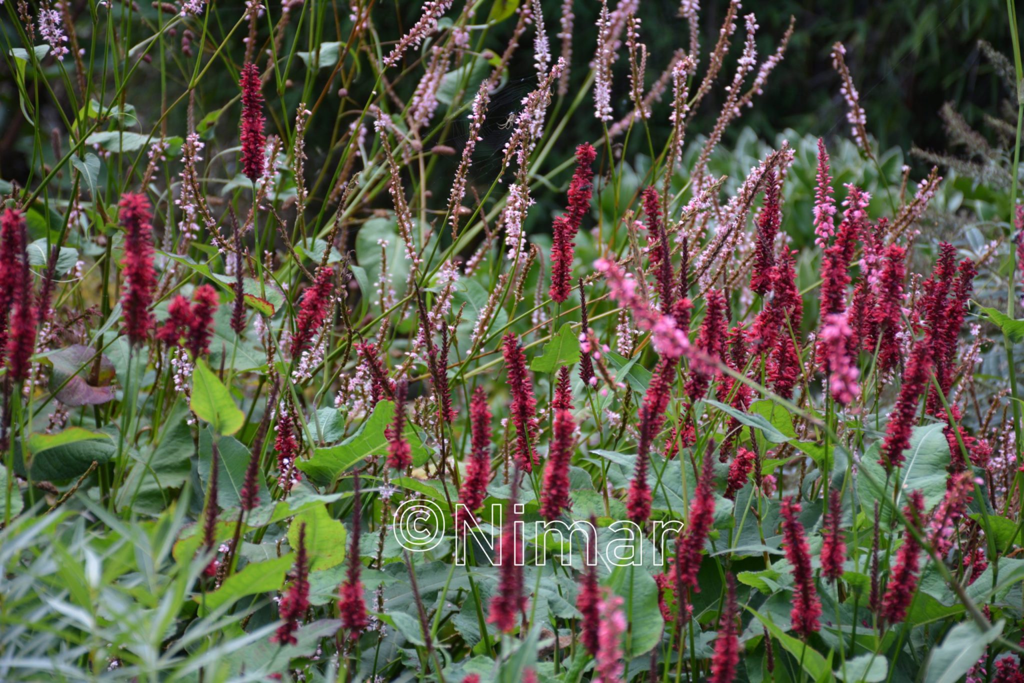 Persicaria amplexicaulis Blackfield