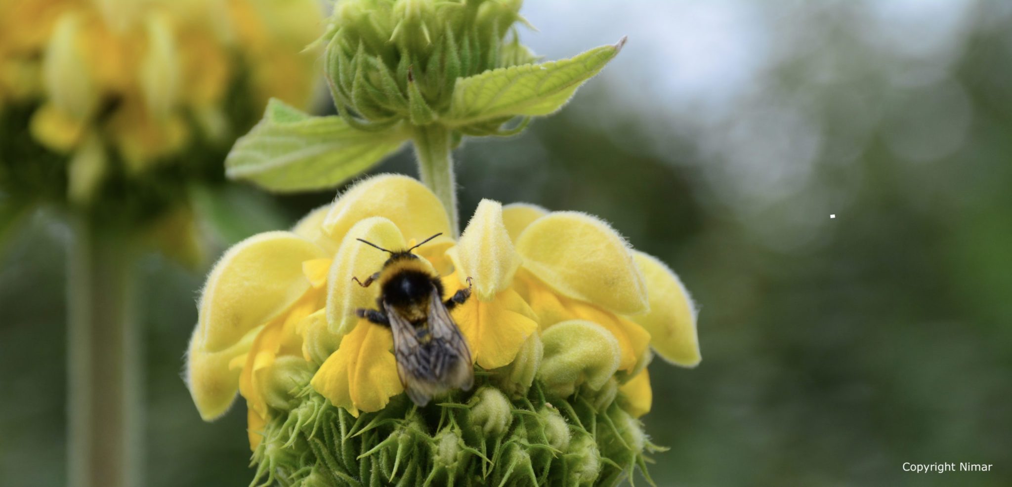 Phlomis russeliana (6)