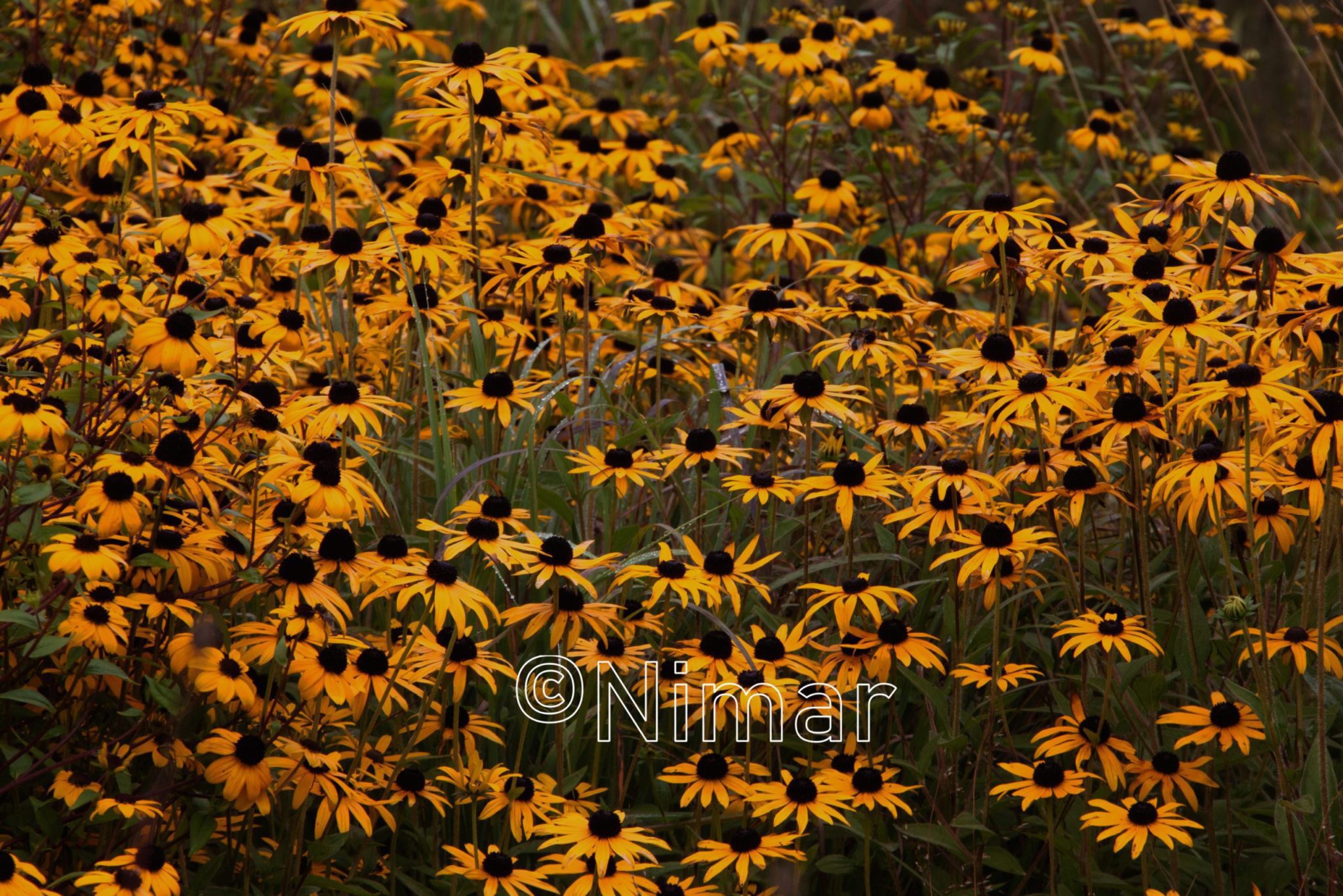 Rudbeckia fulgida Goldsturm