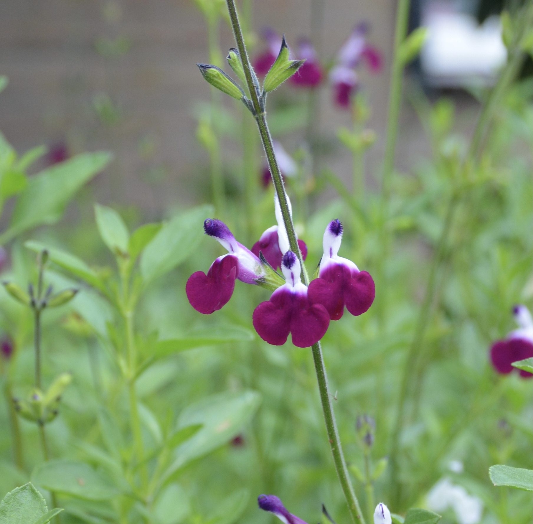 Salvia Amethyst Lips