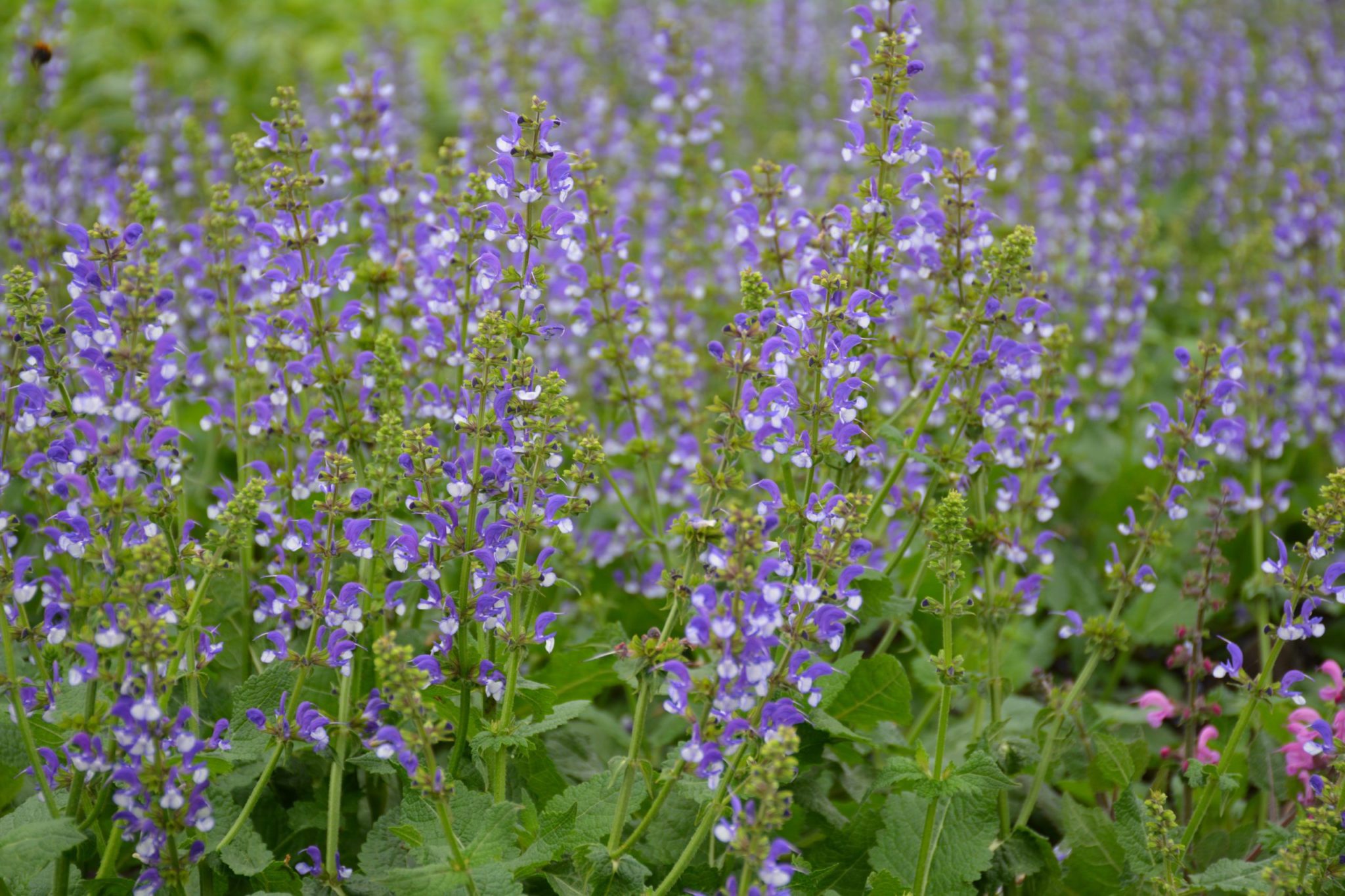 Salvia Azure Snow (2)