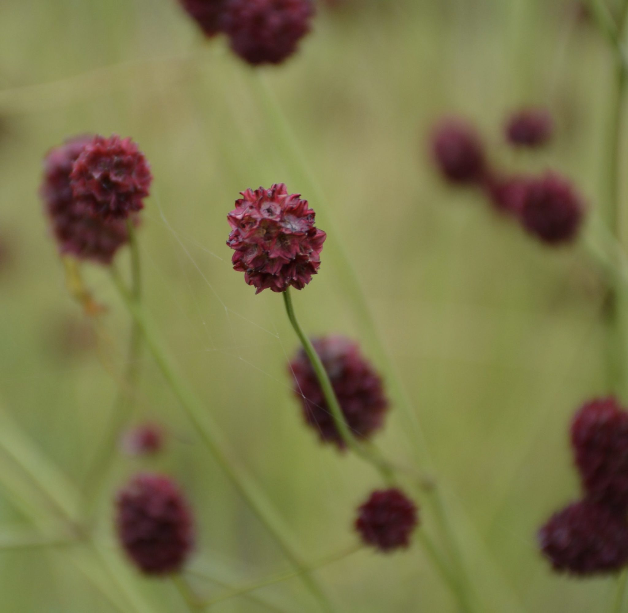 Sanguisorba officinalis 'Morning Select'