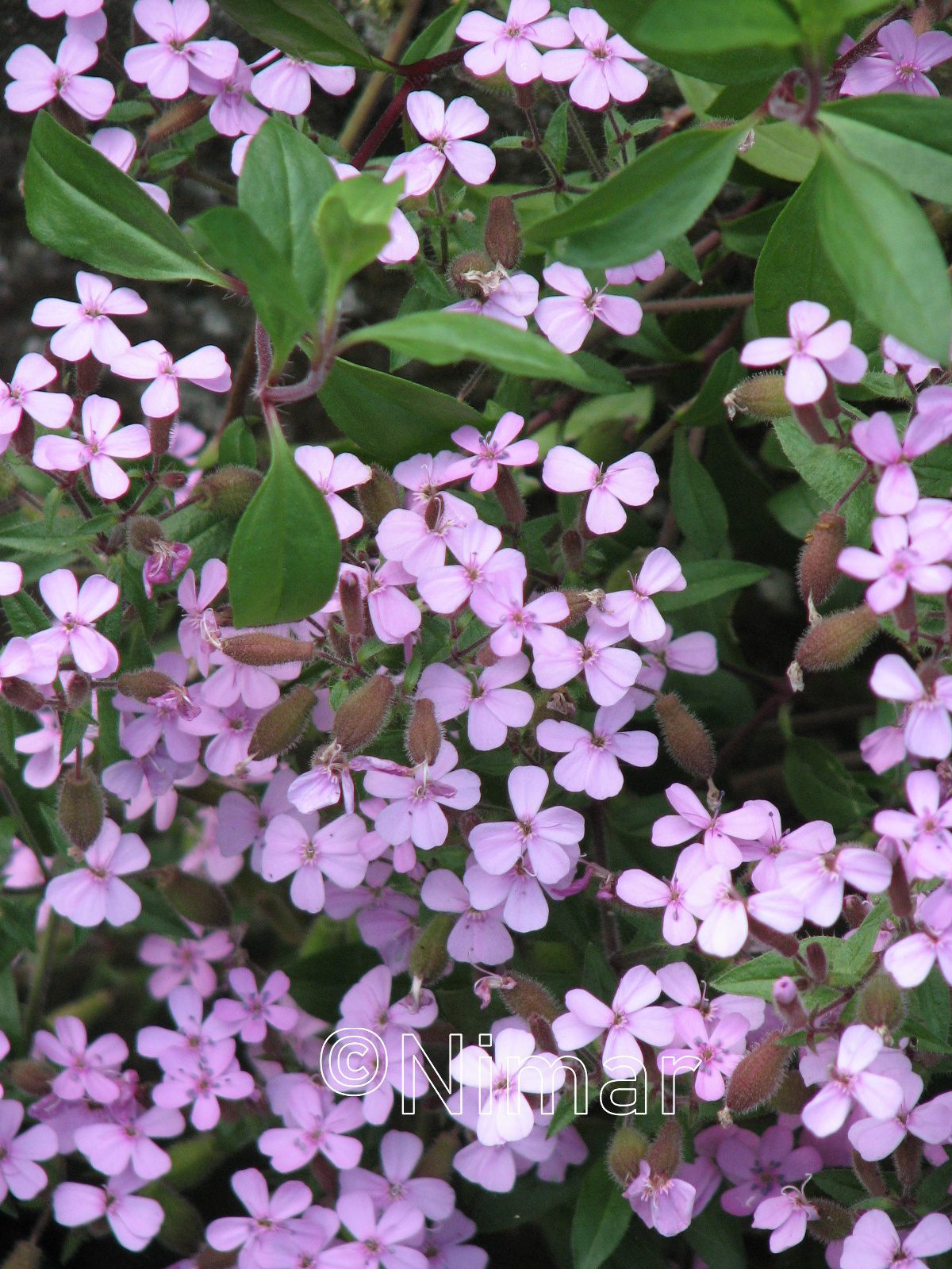 Saponaria ocymoides (2)