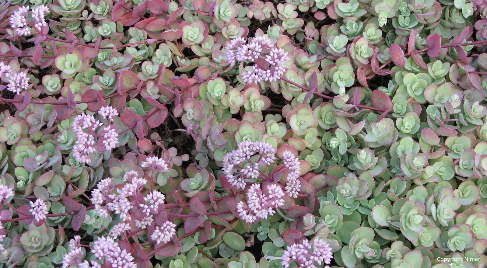 Sedum cauticolum Lidakense