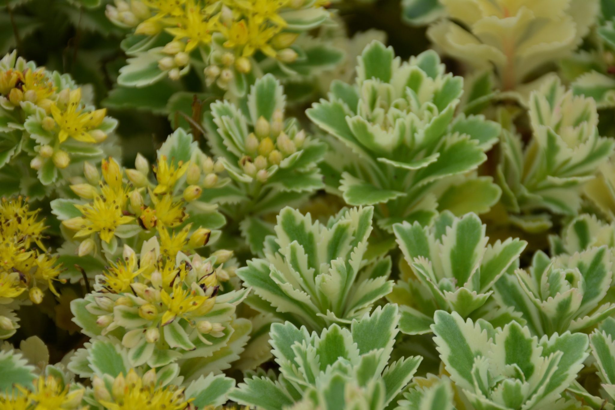 Sedum tasketense Atlantis (2)
