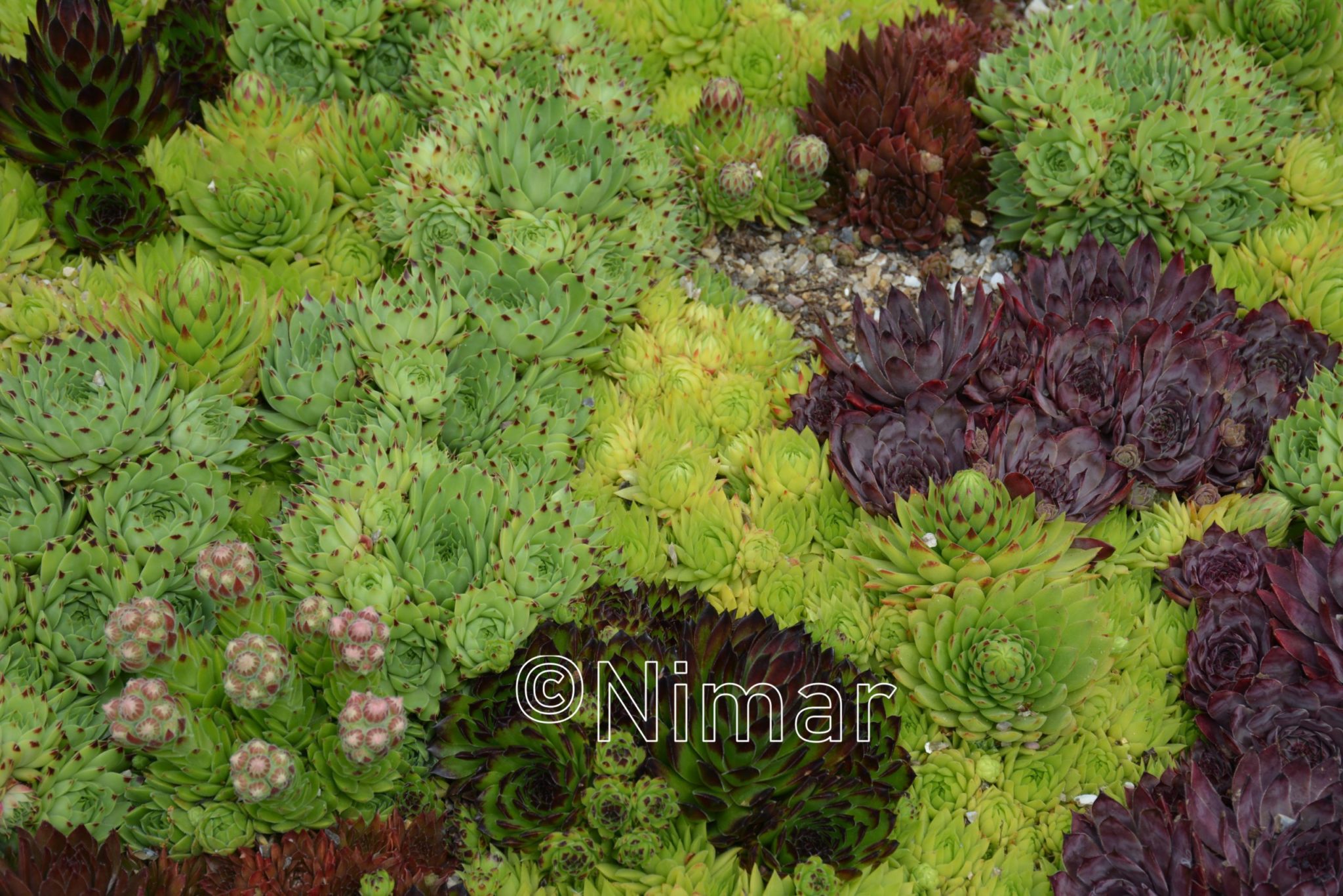 Sempervivum cv