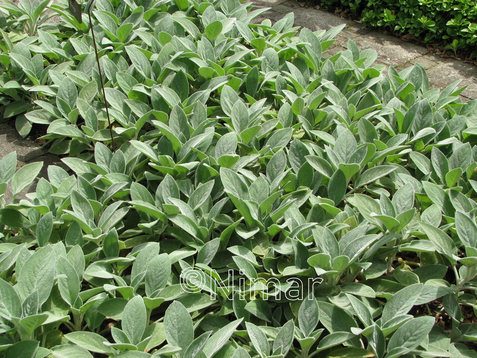 Stachys byzantina Silver Carpet