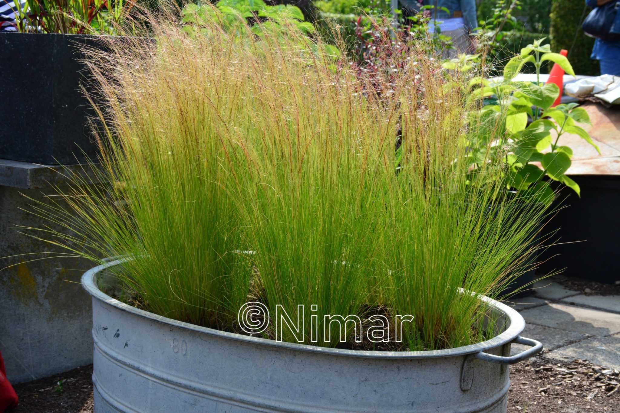 Stipa tenuifolia Pony Tails