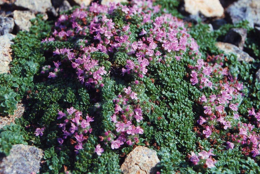 Thymus_praecox_var_pseudolanuginosus