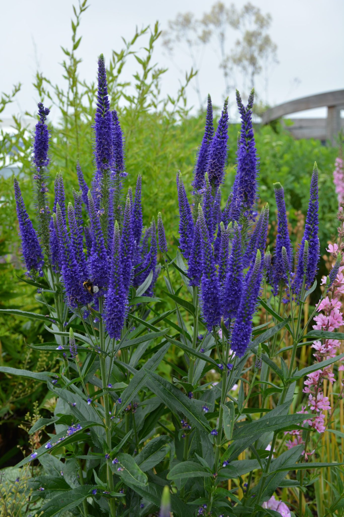 Veronica longifolia Marietta