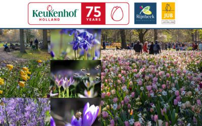Rijnbeek Perennials, JUB Holland & Keukenhof give unique